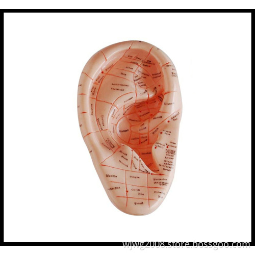 Massage Ear Model (M-8-17)